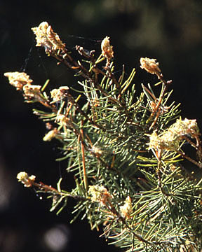 Western Spruce Budworm defoliation